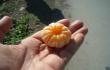 Mandarinas (Vieno rudens viena popiet Guzelyurte, iaurs Kipras)