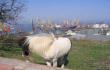 Odesos uostas ir gyvulys