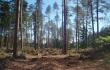 Kažkur šiuose Latvijos miškuose prieš penkerius metus buvo žalio namuko (palapinės) krikštas (2008-uosius prisimenant)