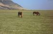 Du arkliai Islandijoje