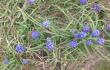 Mėlynos gėlės pievoje šalia Sevano, kai jų nėra kam dovanoti