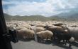 Avinų banda (Autostopu per Armėnijos kalnus)