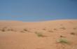Mes mokame augti Omano dykumoje!