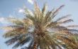 Palmė Omano Sultonate