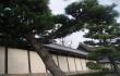 Peraugę bonsai? Kyoto