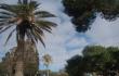 Palmės sausio vidury [Malta taip pat. Vieno pasivaikščiojimo istorija, 2018]