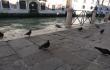 Balandžiai ir kiti Venecijoje
