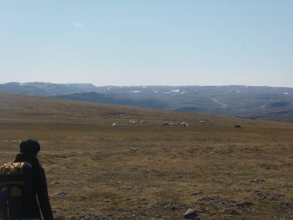 Keliu i Nordkapo, Into the Wild