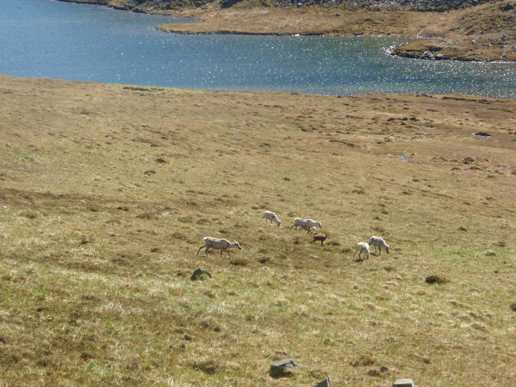 Keliu i Nordkapo, eimyna