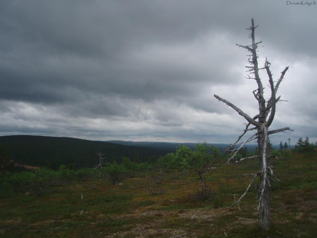 Medis ir med�iai (Vien� toki� tokio bir�elio popiet� Saariselkoje)