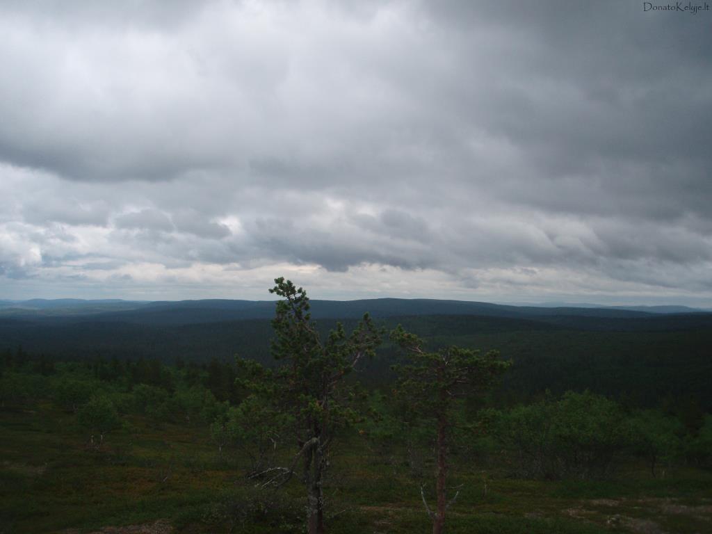 Med�i� vir��n�s (Vien� toki� tokio bir�elio popiet� Saariselkoje)