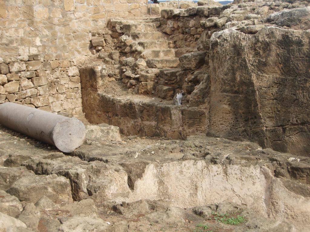 Katinas senoviniame mieste. Kato Paphos, Kipras
