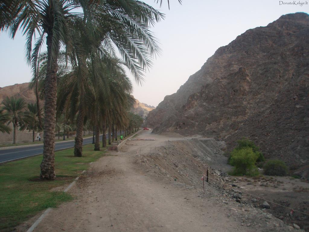 Gasterbaiteris puoselja bei priiri palm
