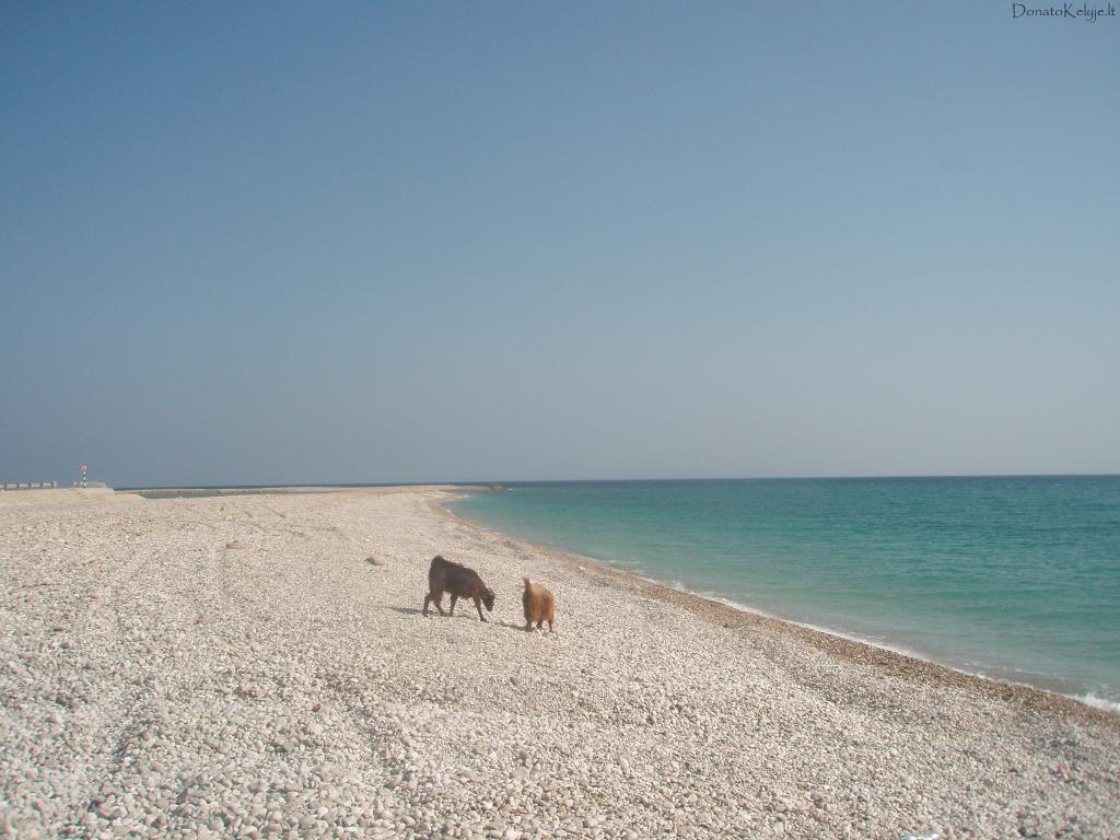 Okos ant Omano lankos kranto